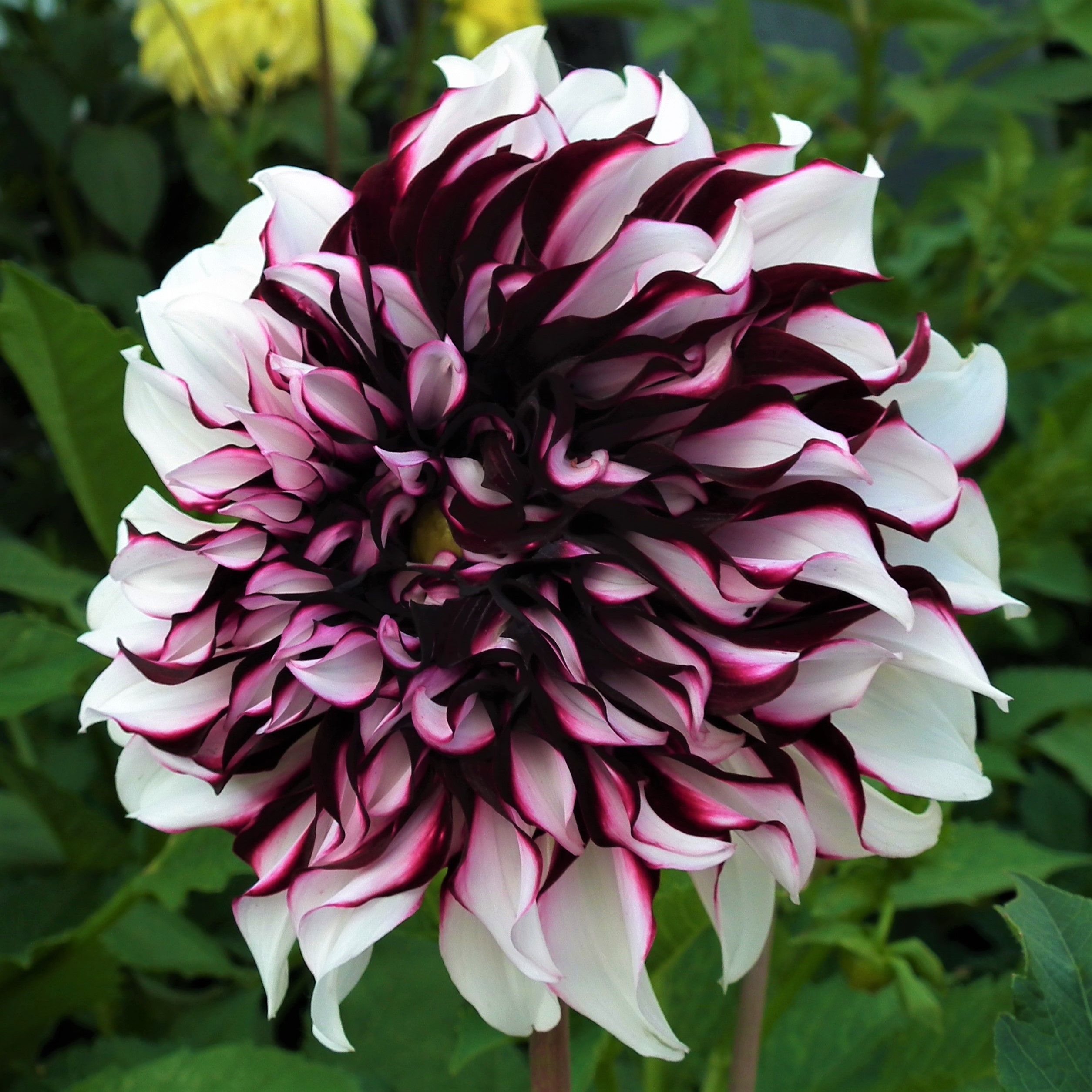 Dahlia Tartan